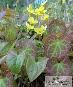 Epimedium pinnatum colchicum