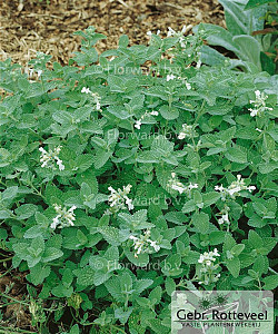Nepeta faasennii 'Snowflake'