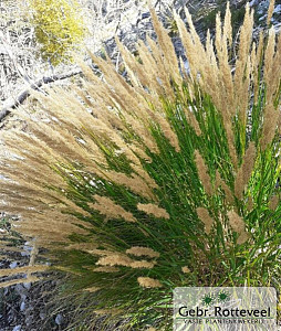 Achnatherum calamagrostis