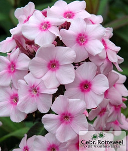 Phlox (P) 'Europa'