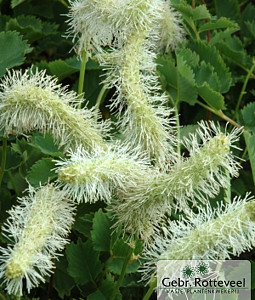 Sanguisorba obtusa 'Alba'