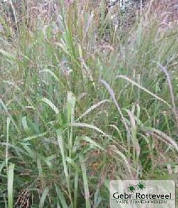 Panicum virgatum 'Warrior'