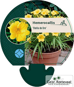 Hemerocallis 'Stella de Oro'
