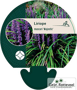 Liriope muscari 'Majestic'