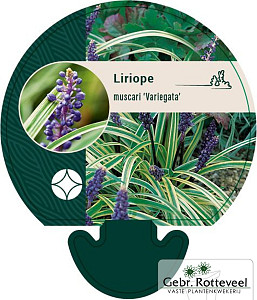 Liriope muscari 'Variegata'