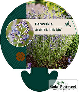 Perovskia atriplicifolia 'Little Spire'