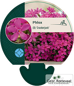 Phlox (D) 'Crackerjack'