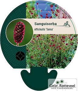 Sanguisorba officinalis 'Tanna'