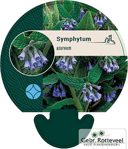 Symphytum azureum