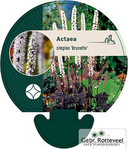 Actaea simplex 'Brunette'