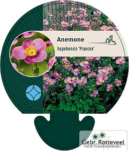 Anemone hup. 'Praecox'