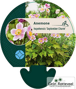 Anemone hup. 'September Charm'