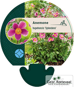 Anemone hup. 'Splendens'