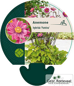 Anemone hyb. 'Pamina'