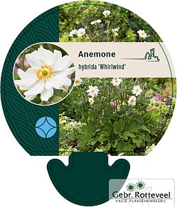 Anemone hyb. 'Whirlwind'