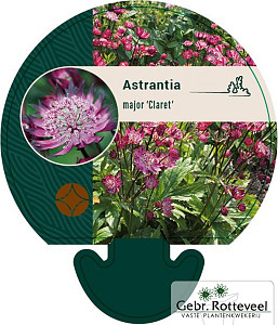 Astrantia maj. 'Claret'