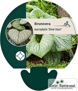 Brunnera macr. 'Silver Heart'