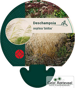 Deschampsia cesp. 'Goldtau'