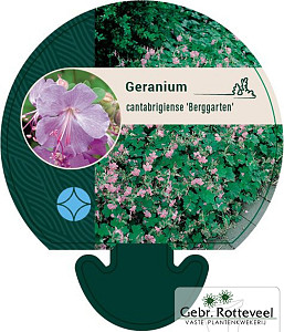 Geranium cant. 'Berggarten'