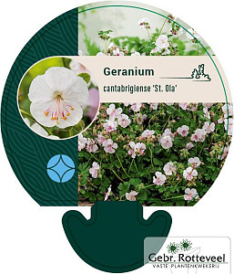 Geranium cant. 'St Ola'