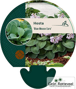 Hosta 'Blue Mouse Ears'