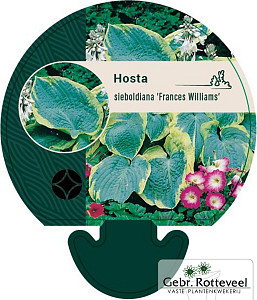 Hosta 'Frances Williams'