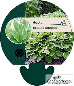 Hosta 'Undulata Albomarginata'