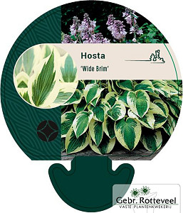 Hosta 'Wide Brim'