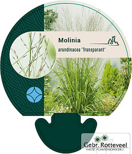 Molinia arund. 'Transparent'