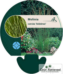 Molinia caerulea 'Heidebraut'