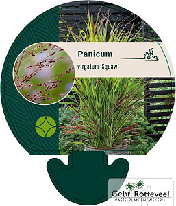 Panicum virgatum 'Squaw'