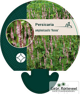 Persicaria amplex. 'Rosea'