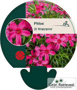 Phlox (S) 'Atropurpurea'
