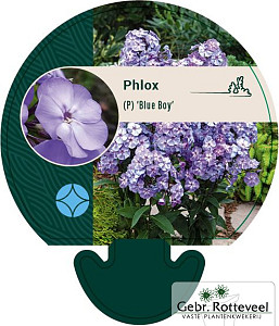 Phlox (P) 'Blue Boy'