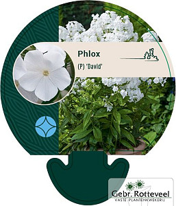 Phlox (P) 'David'