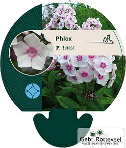 Phlox (P) 'Europa'
