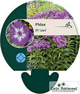Phlox (P) 'Laura'