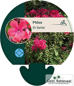 Phlox (P) 'Starfire'