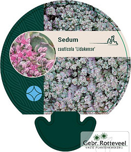Sedum cauticola 'Lidakense'