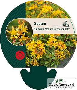 Sedum flor. 'Weihenstephaner Gold'