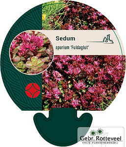 Sedum spurium 'Fuldaglut'