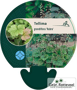 Tellima grandiflora 'Rubra'