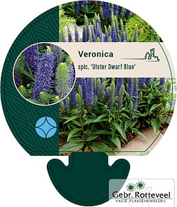 Veronica spic. 'Ulster Dwarf Blue'
