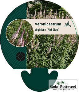 Veronicastrum virg. 'Pink Glow'