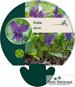 Viola odorata