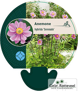 Anemone hyb. 'Serenade'