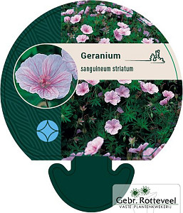 Geranium sang. 'Striatum'