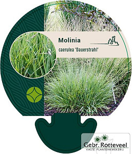 Molinia caerulea 'Dauerstrahl'