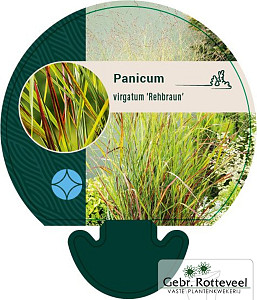 Panicum virgatum 'Rehbraun'
