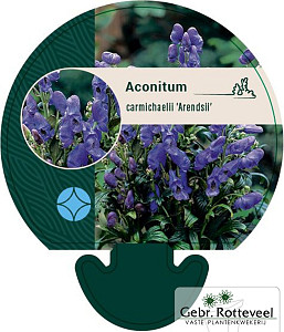 Aconitum carm. 'Arendsii'